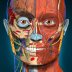 Anatomy Learning(解剖學) v3.1.467 高級版